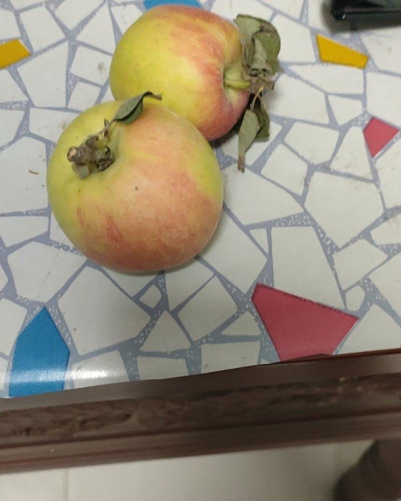 早熟苹果