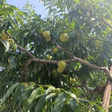 脆蜜桃