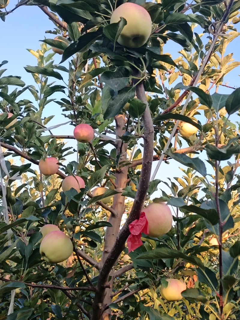 陕西省渭南市富平县嘎啦苹果