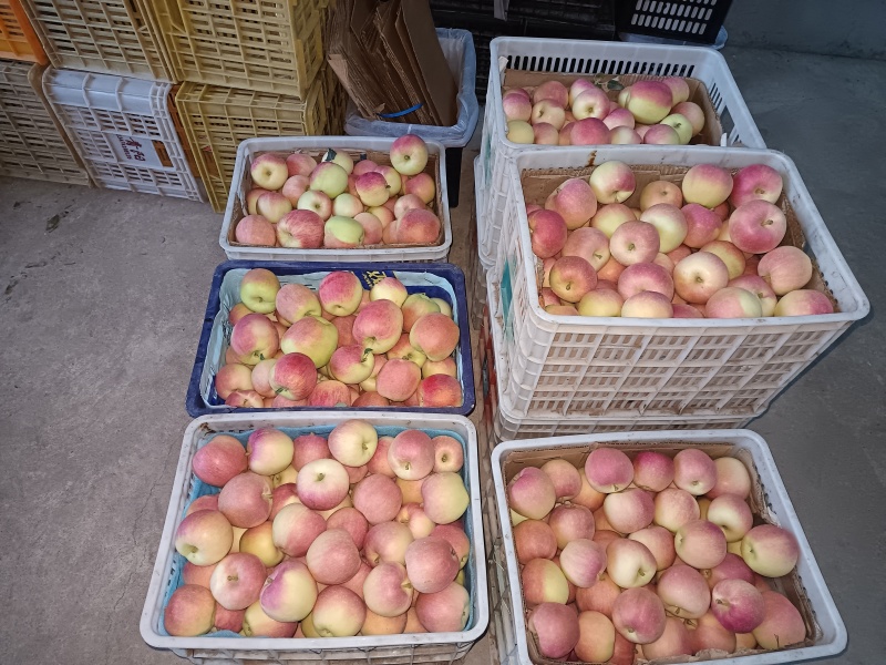 陕西省渭南市富平县嘎啦苹果