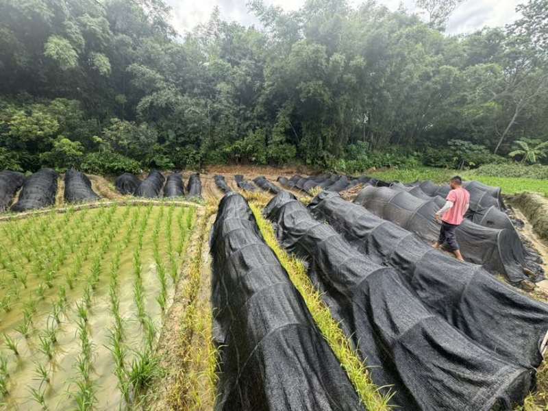 预计有一百几万苗在今年11月份上市销售，欢迎各位老板预定