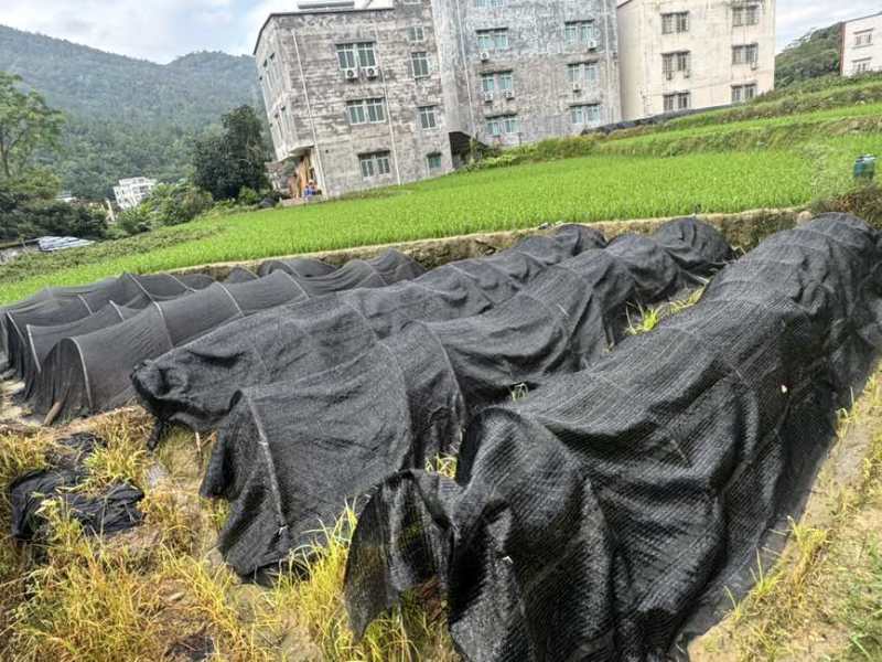 预计有一百几万苗在今年11月份上市销售，欢迎各位老板预定