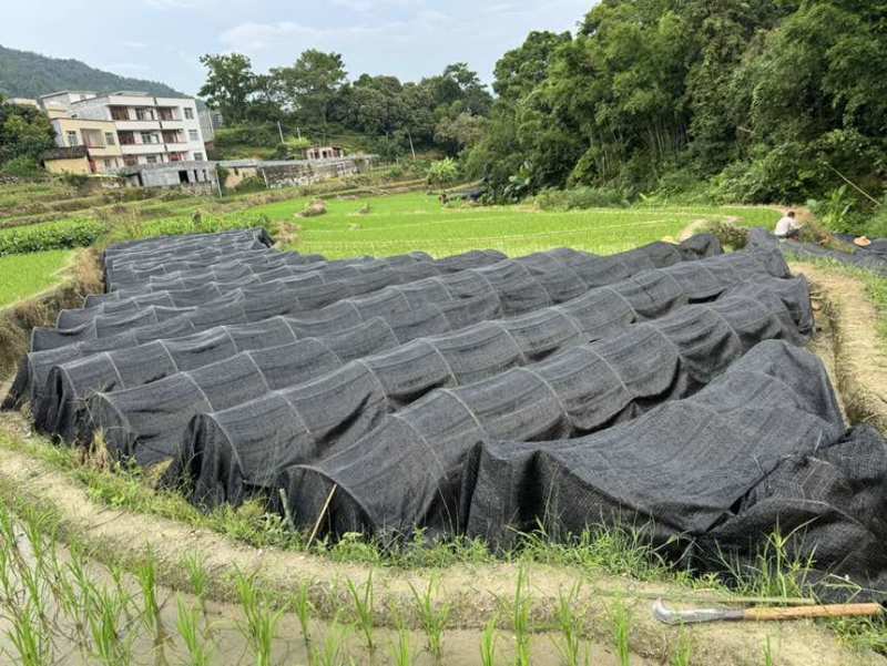 预计有一百几万苗在今年11月份上市销售，欢迎各位老板预定