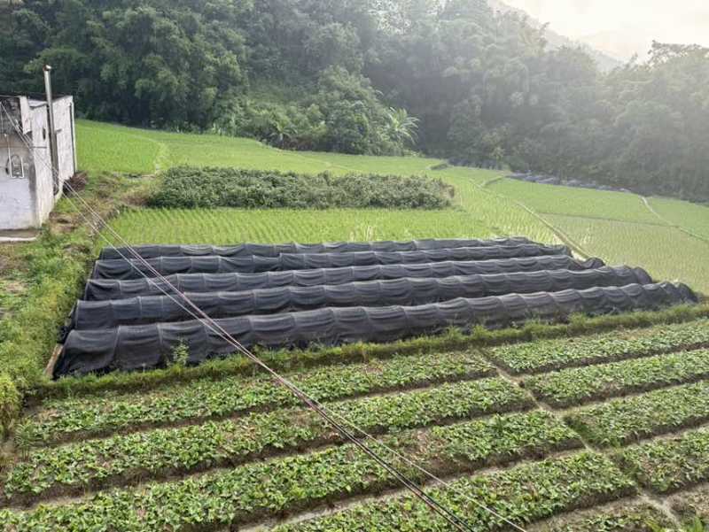 预计有一百几万苗在今年11月份上市销售，欢迎各位老板预定