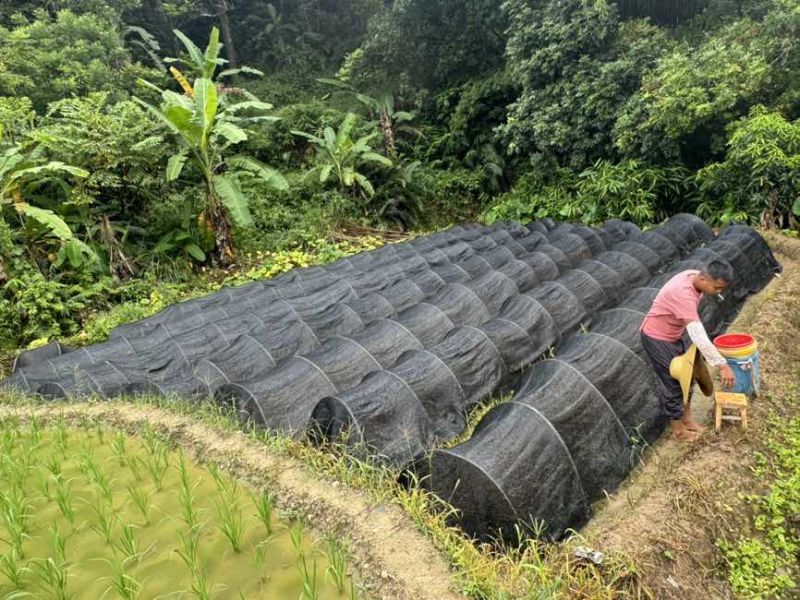 预计有一百几万苗在今年11月份上市销售，欢迎各位老板预定
