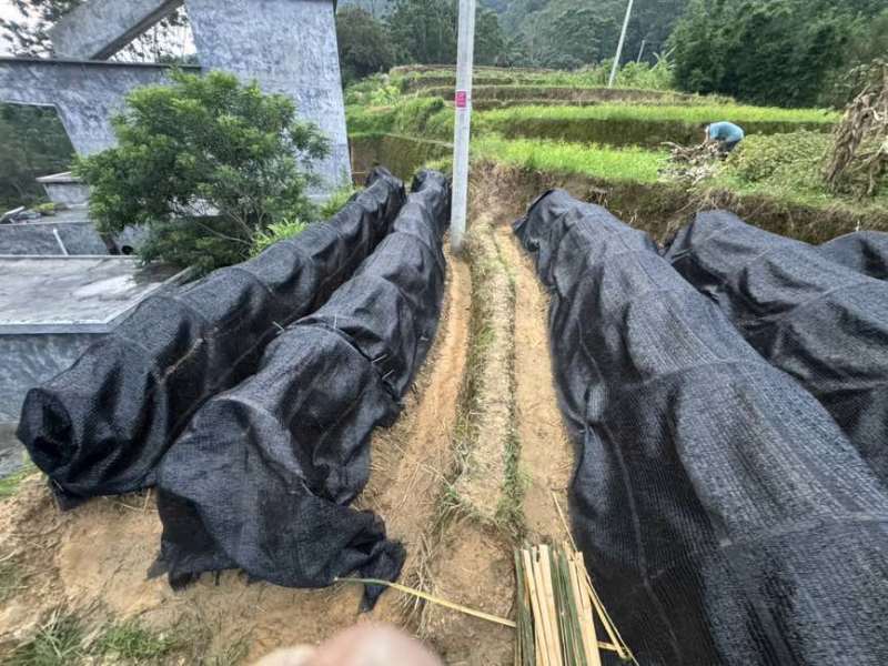 预计有一百几万苗在今年11月份上市销售，欢迎各位老板预定