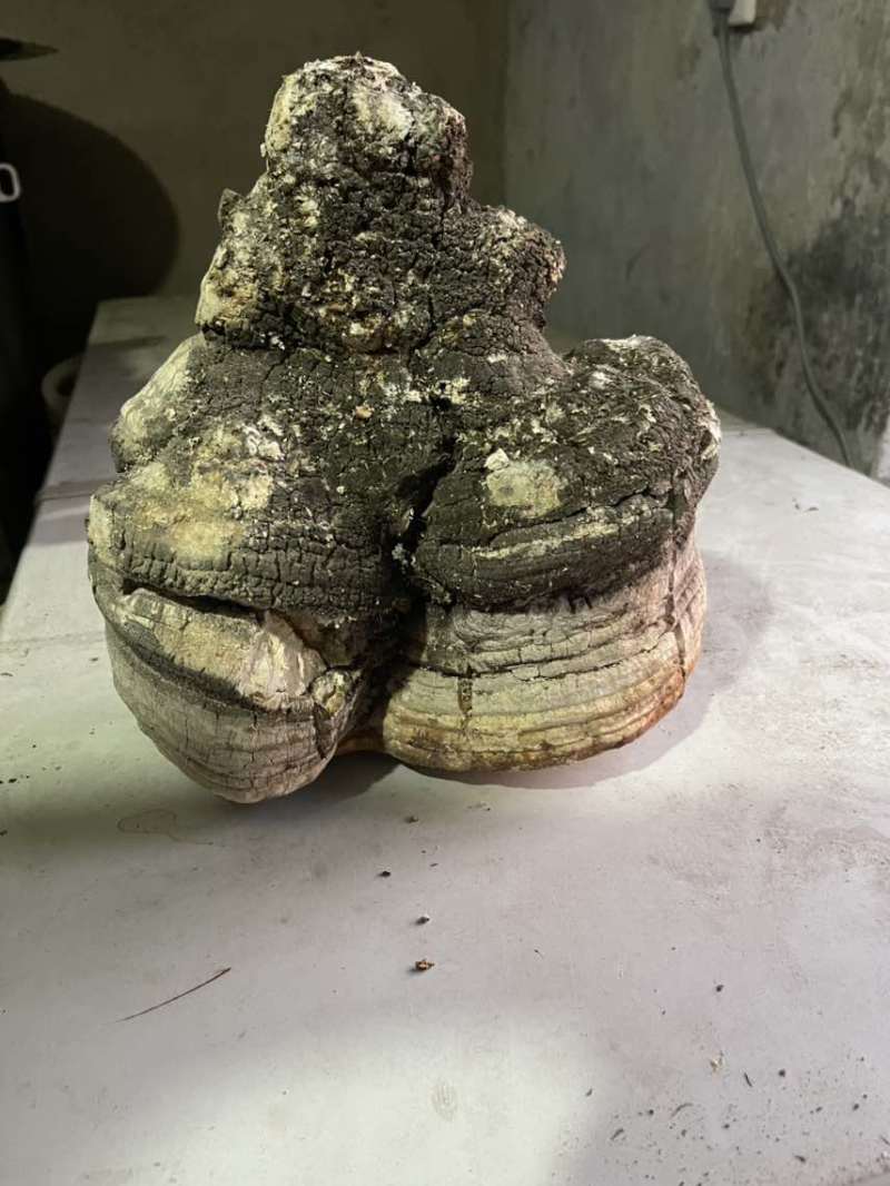 苦白蹄