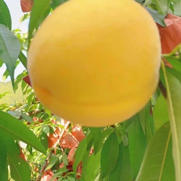 炎陵黄桃