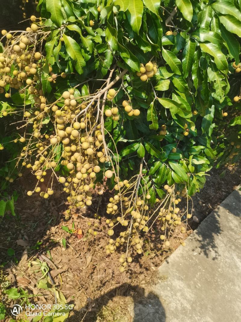 广西特产石硖龙眼