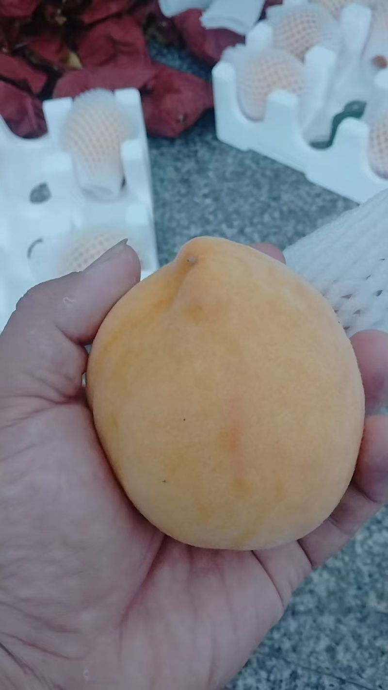 炎陵黄桃