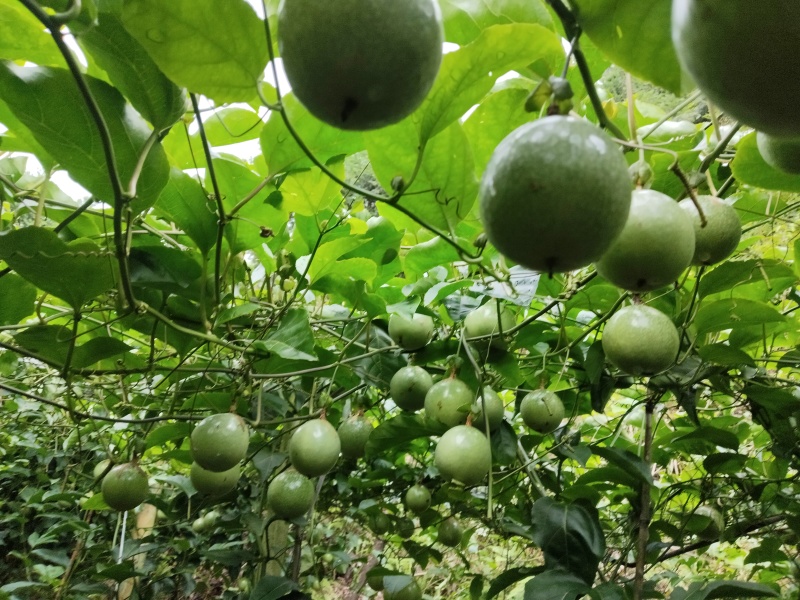 钦密9号黄金百香果
