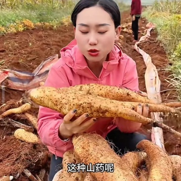 白玉山药