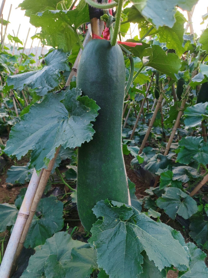 黑皮冬瓜8月底即可出售