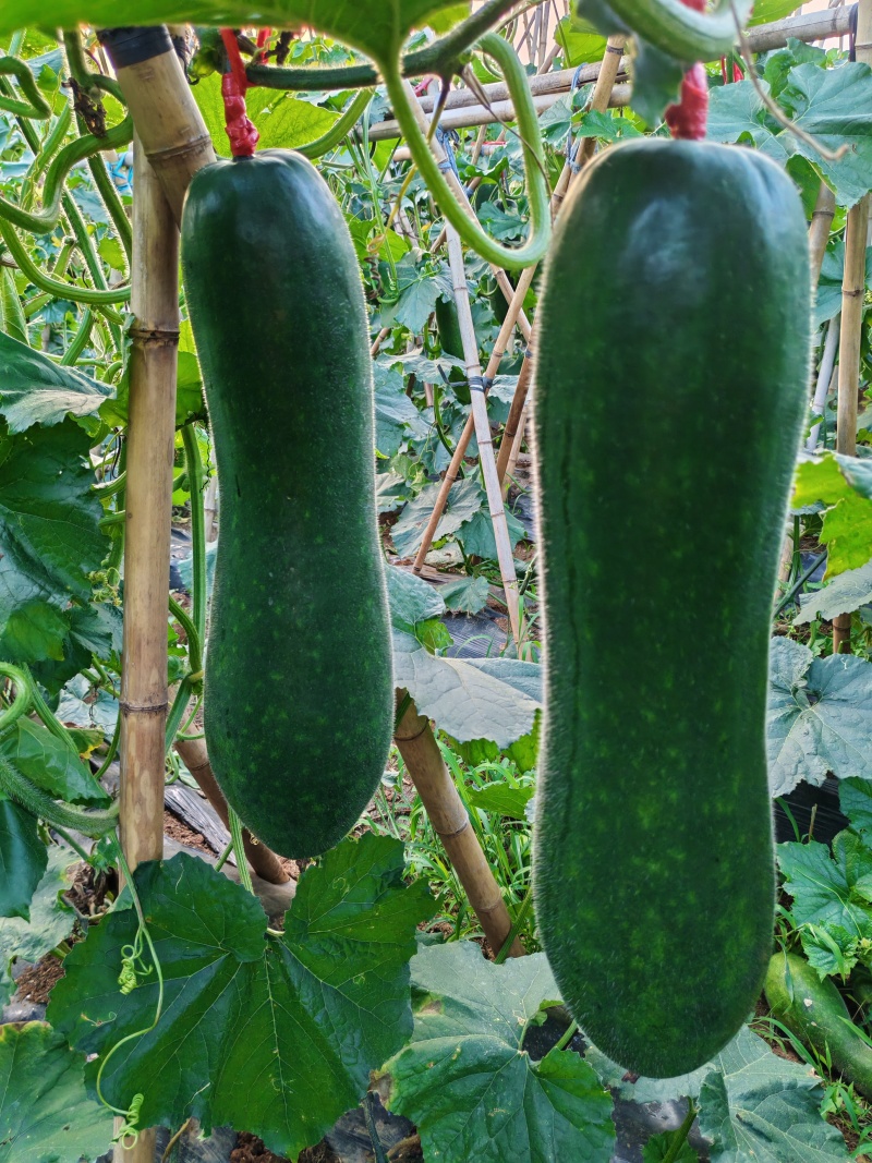 黑皮冬瓜8月底即可出售