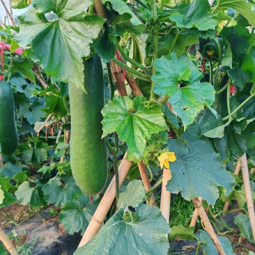 黑皮冬瓜8月底即可出售