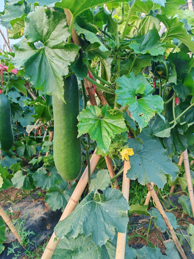 黑皮冬瓜8月底即可出售