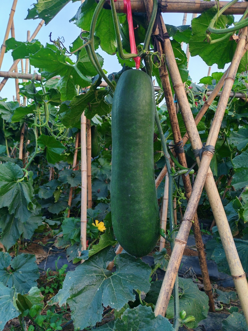 黑皮冬瓜8月底即可出售