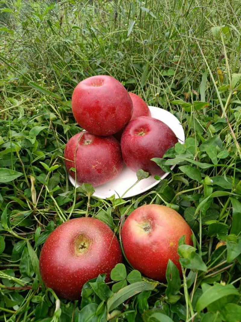 云南富民县高山华硕苹果【精品】***********