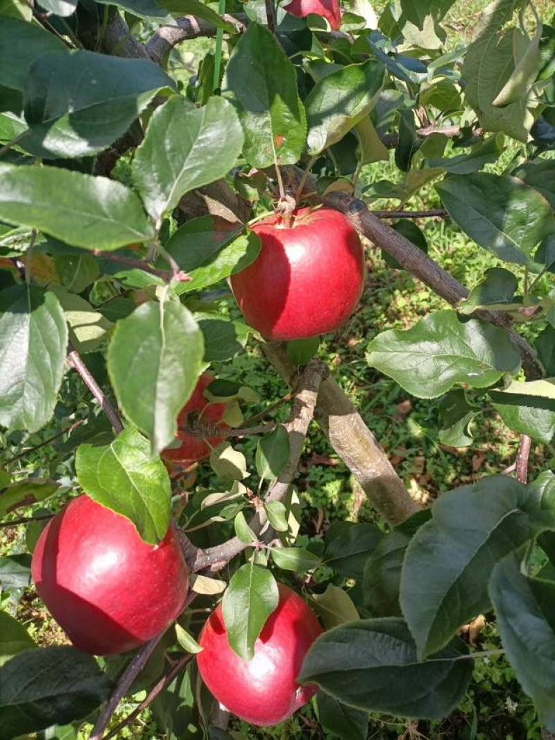 云南富民县高山华硕苹果【精品】***********