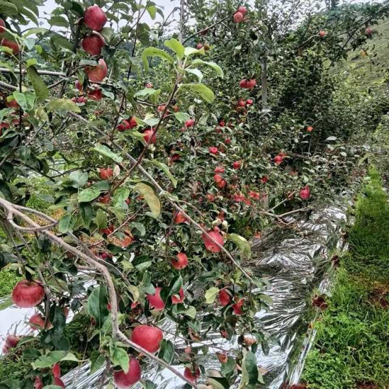 云南富民县高山华硕苹果【精品】***********