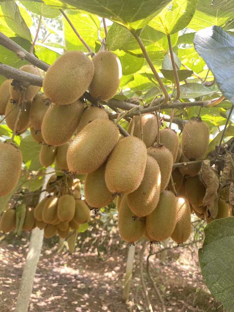 米良猕猴桃🥝🥝