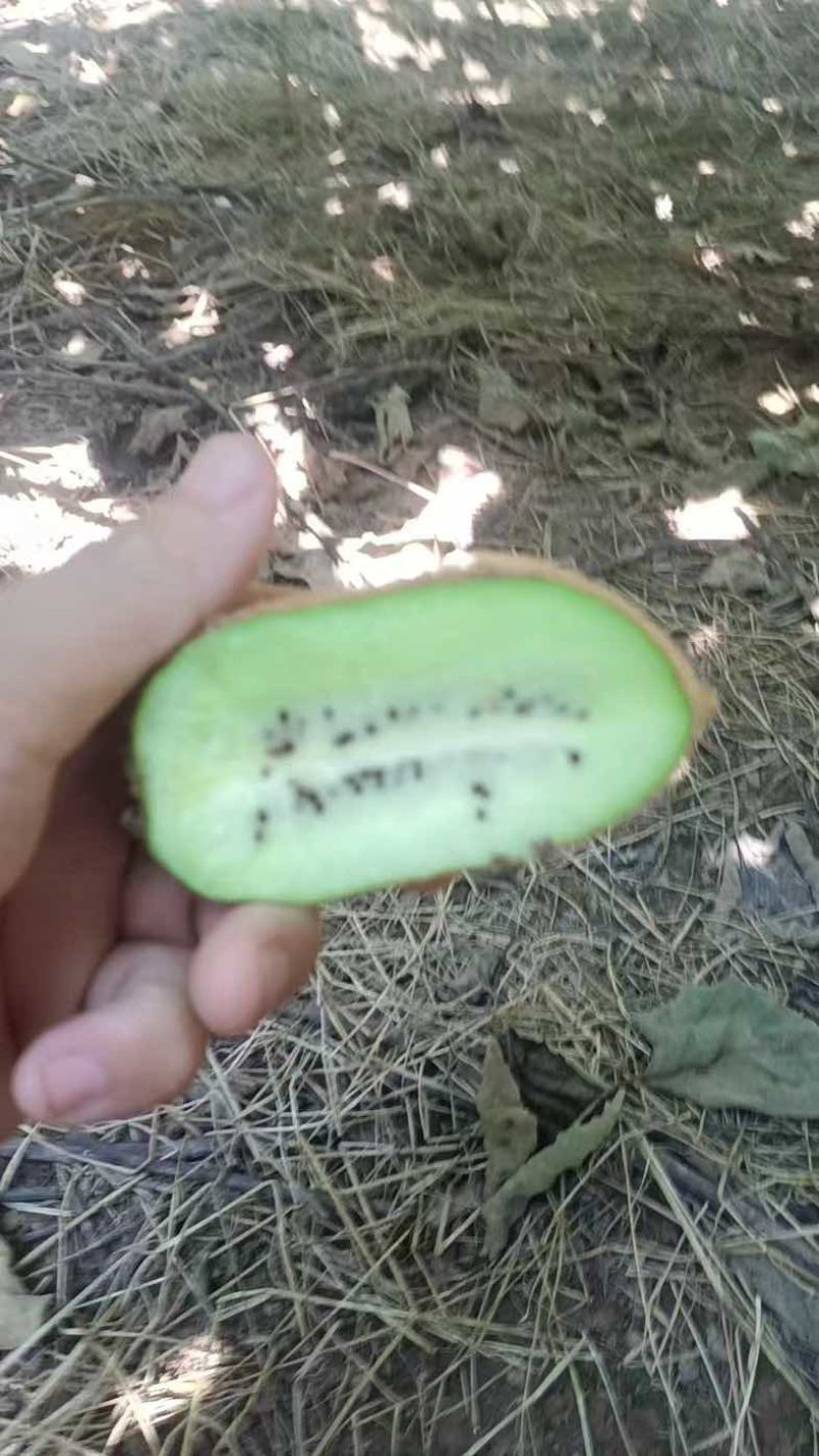 米良猕猴桃🥝🥝