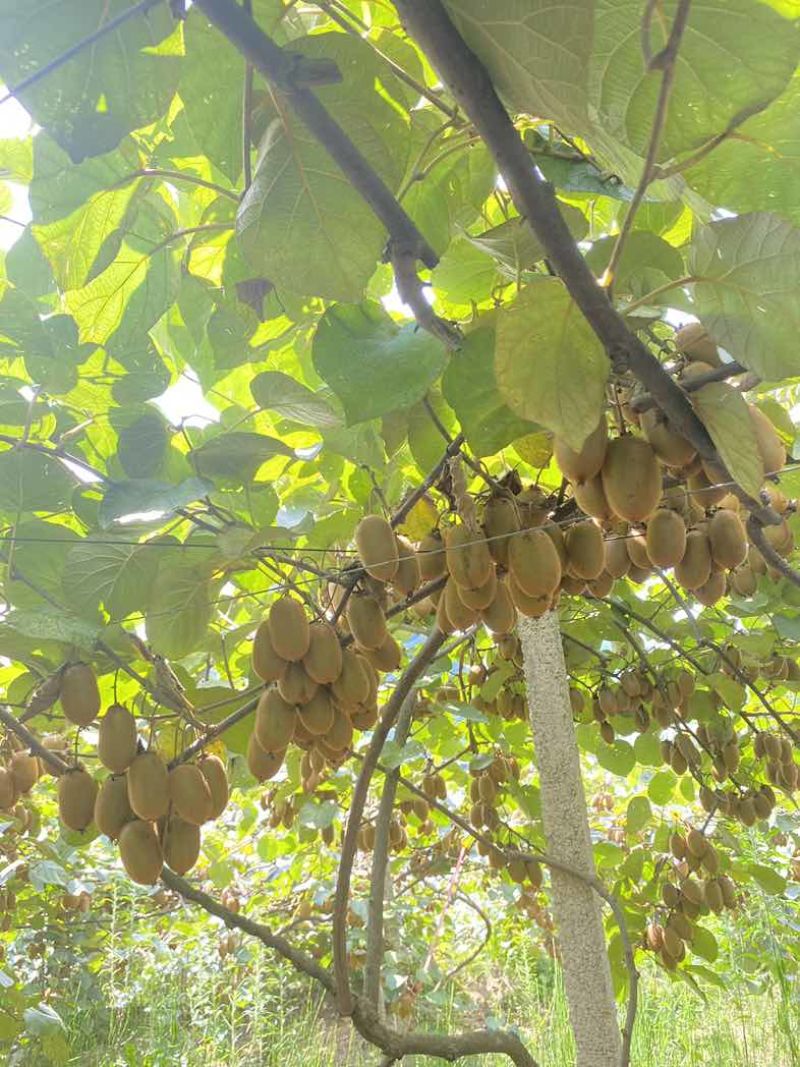 米良猕猴桃🥝🥝