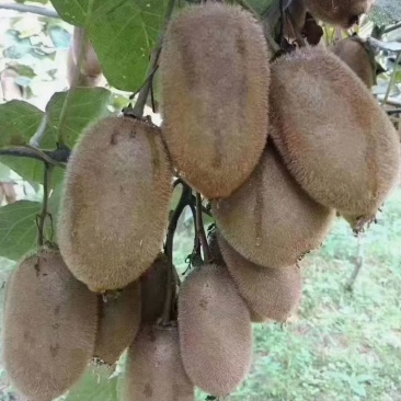 米良猕猴桃🥝🥝