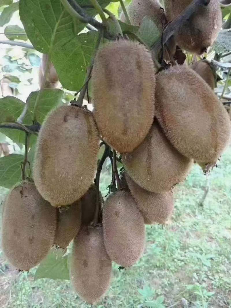 米良猕猴桃🥝🥝