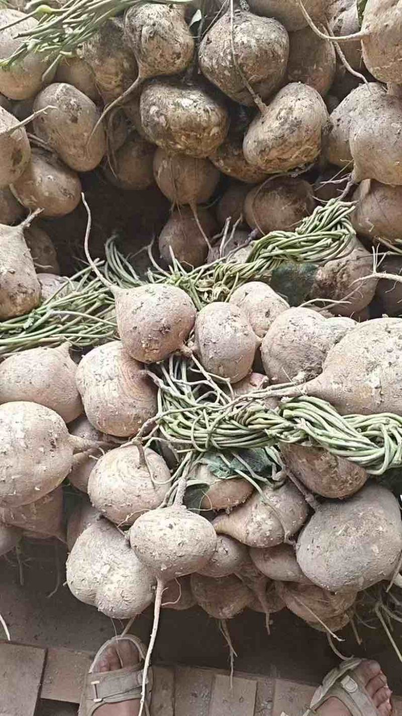 广西凉薯