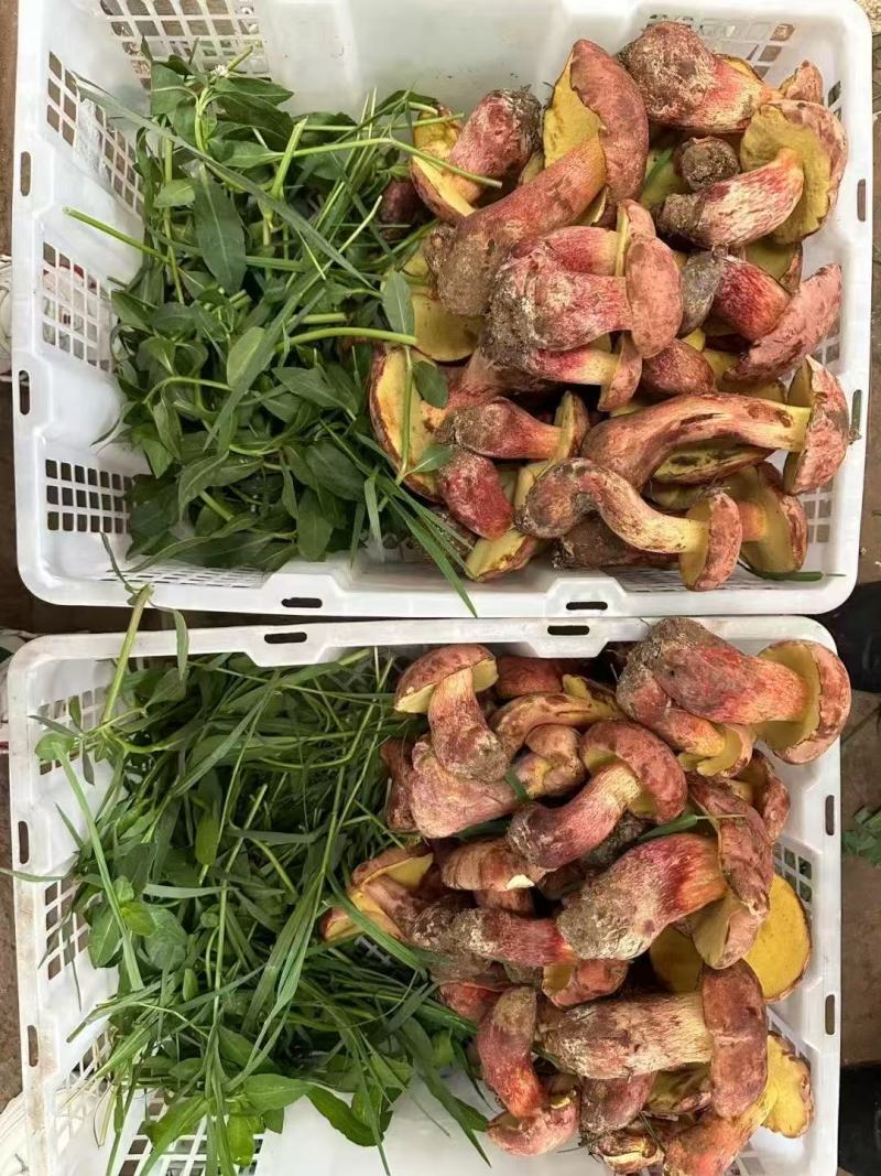 见手青变色蘑