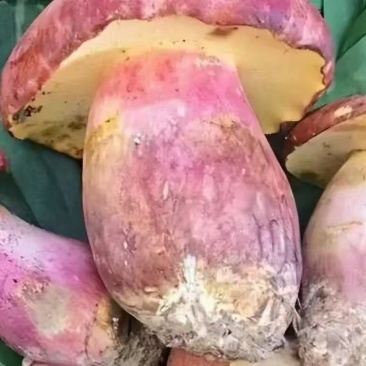 见手青变色蘑