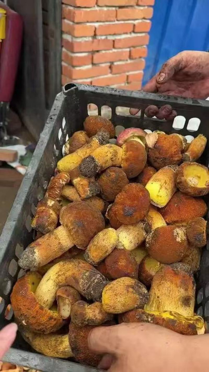 八里香皱盖牛肝菌