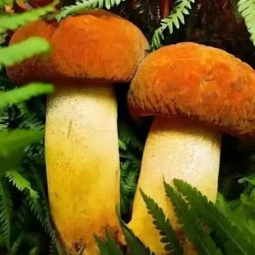 八里香皱盖牛肝菌