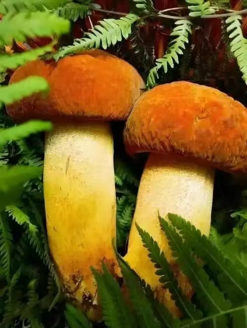 八里香皱盖牛肝菌