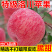 洛川苹果