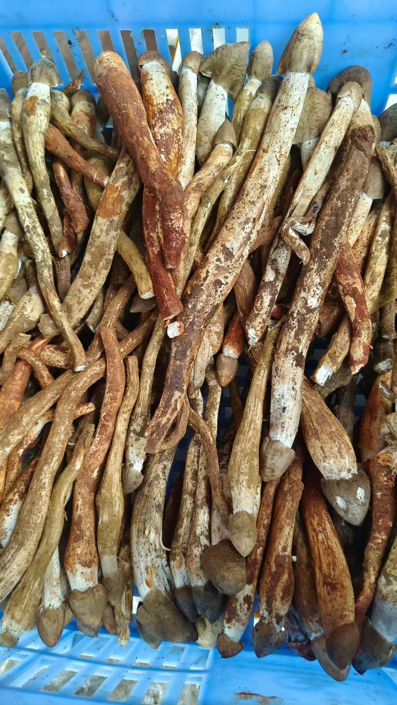 云南野生鸡枞菌