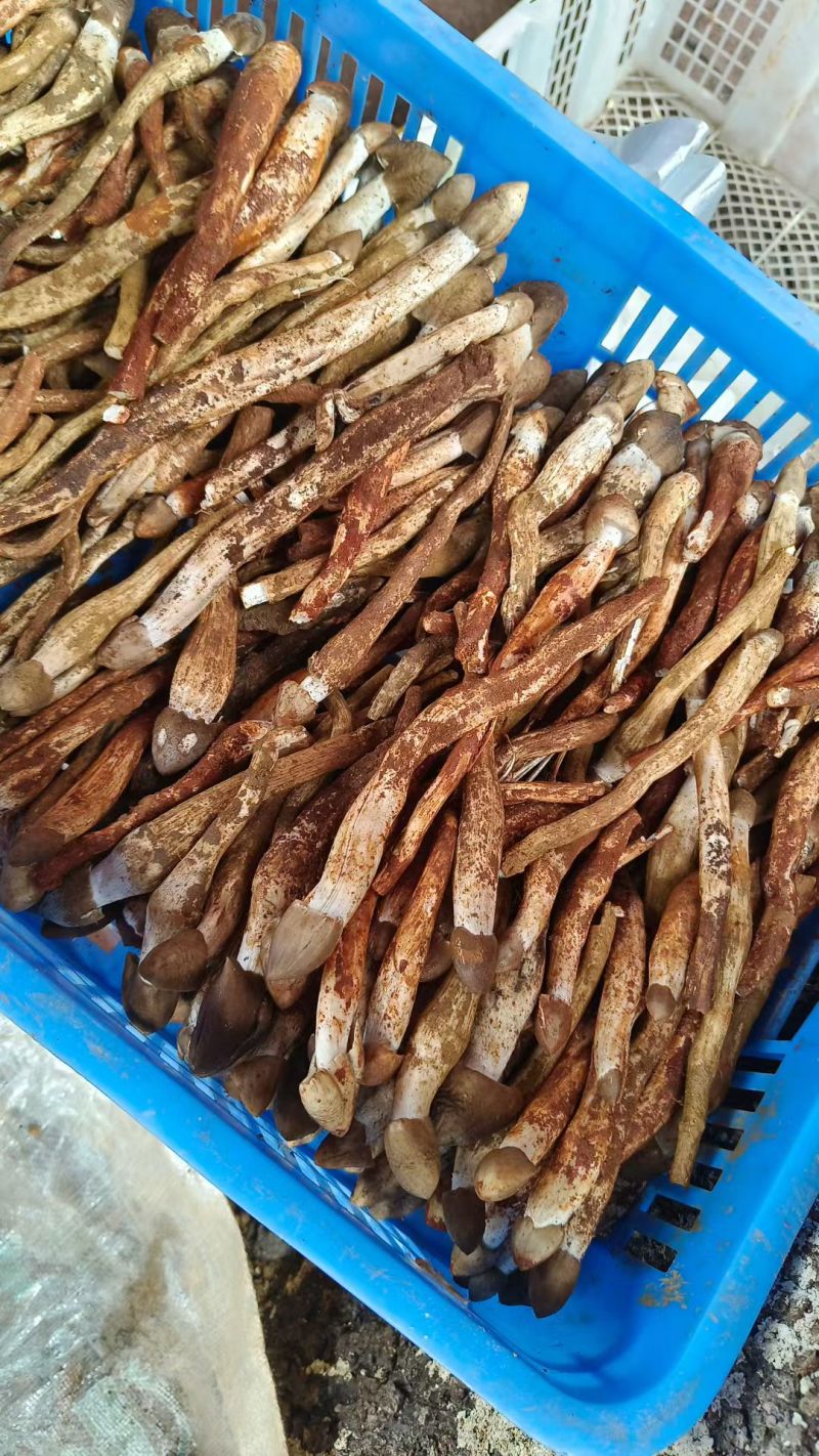 云南野生鸡枞菌