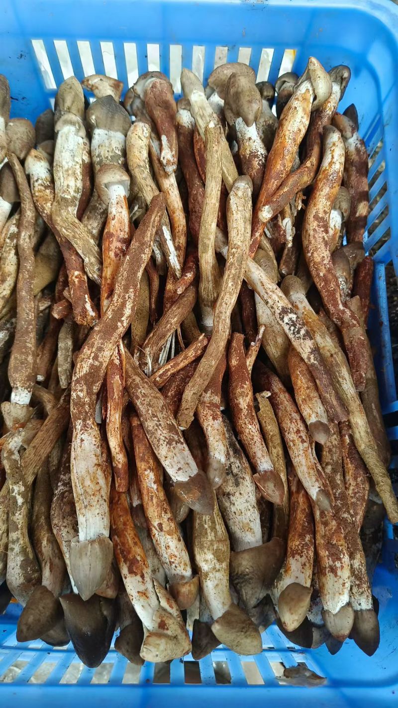 云南野生鸡枞菌