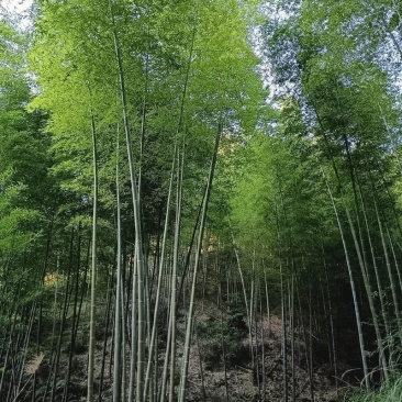 毛竹子