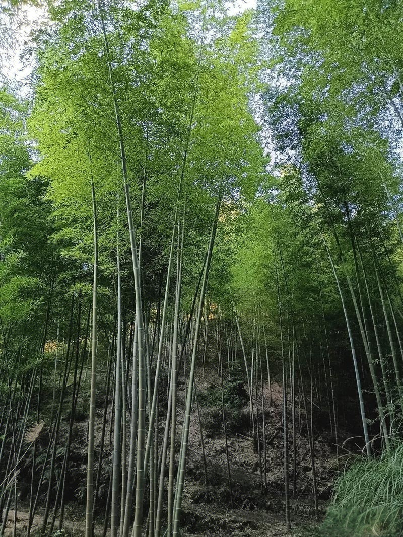 毛竹子