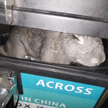 兔子
