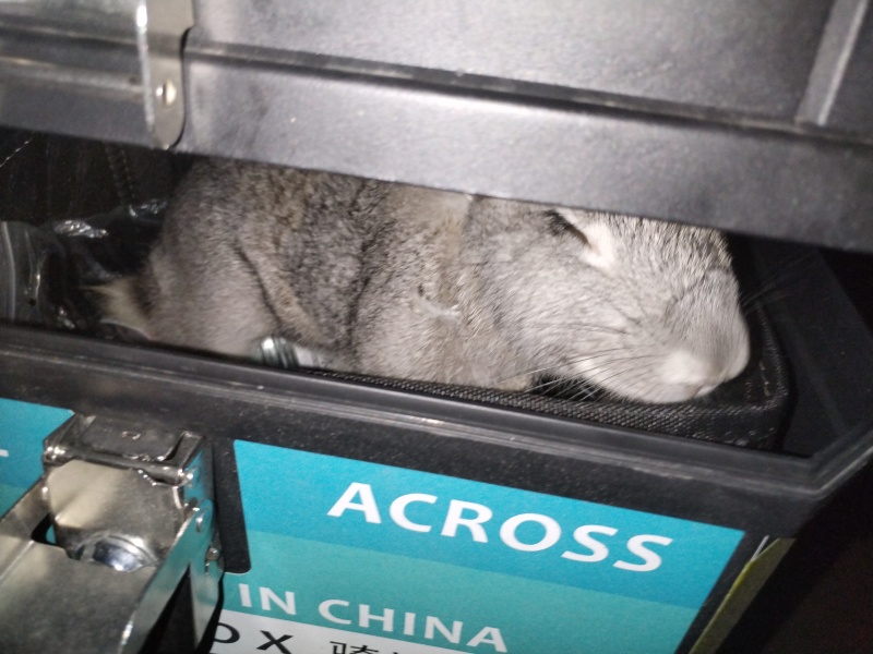 兔子