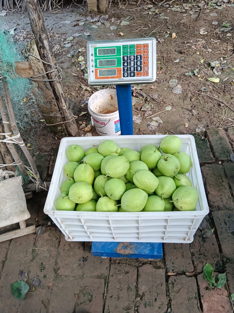 早酥梨