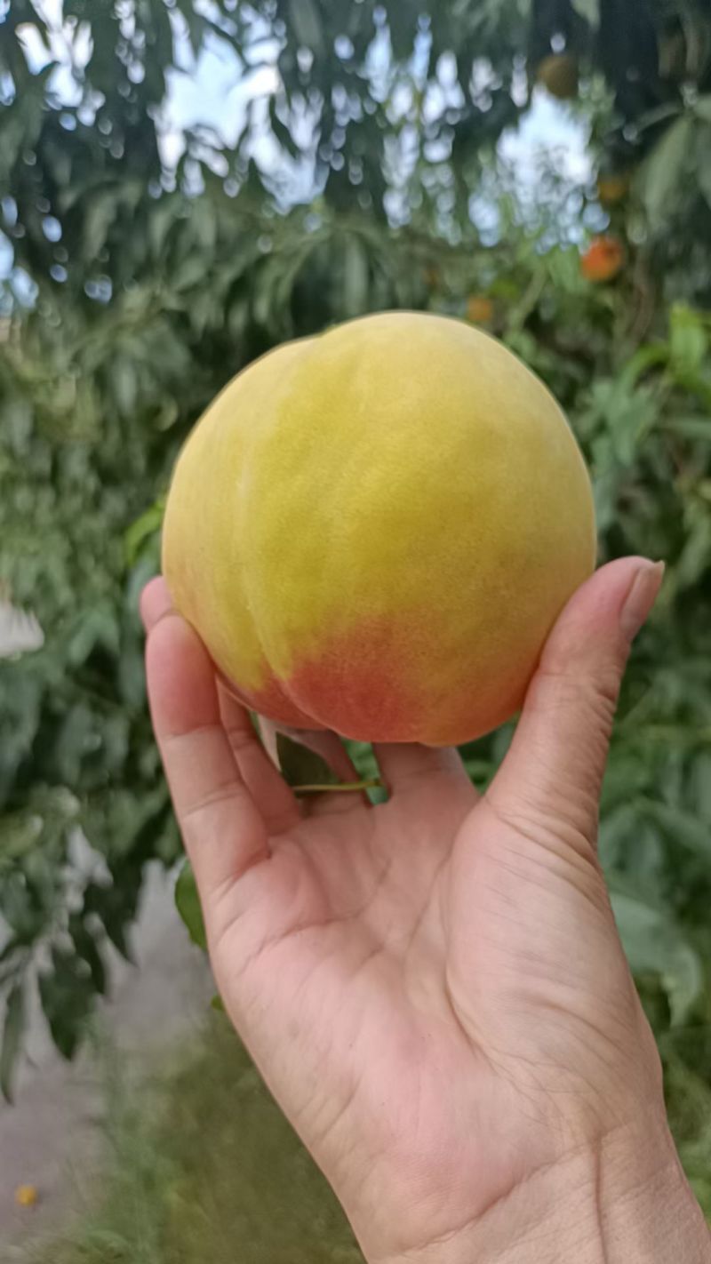 黄桃