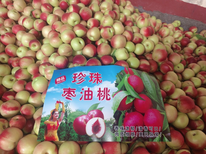 山西运城头茬珍珠枣油桃