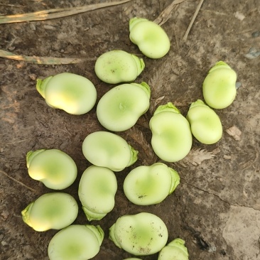 青藏高原蔬菜蚕豆