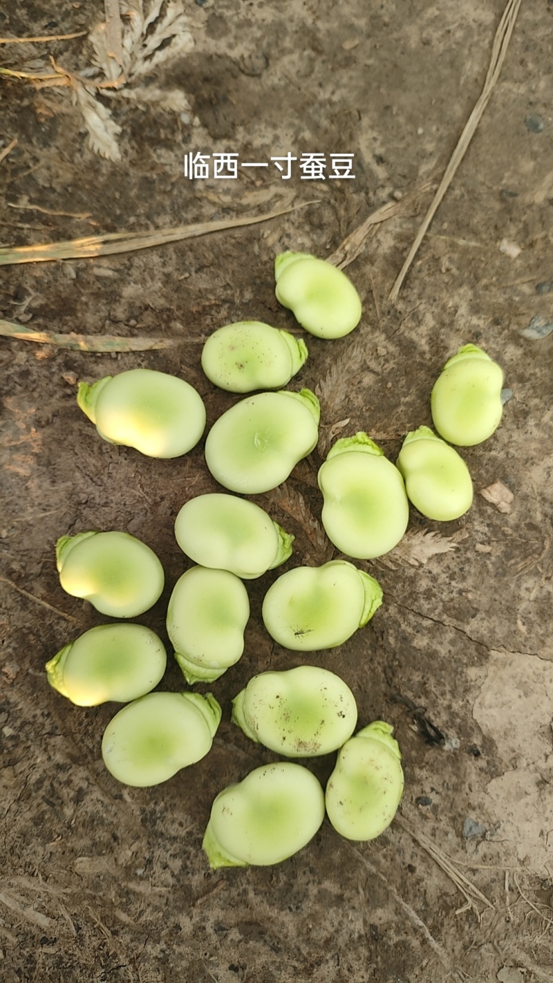 青藏高原蔬菜蚕豆