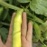青藏高原蔬菜蚕豆