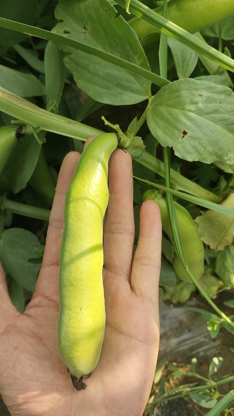 青藏高原蔬菜蚕豆